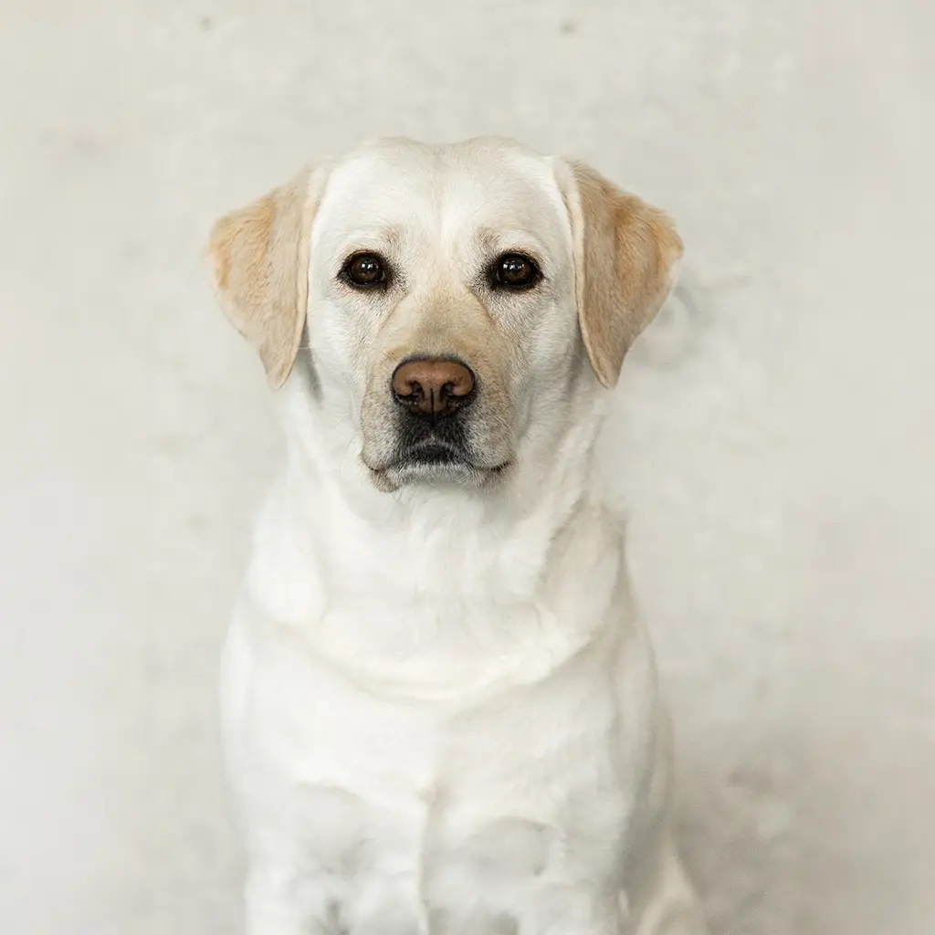 Lotti
